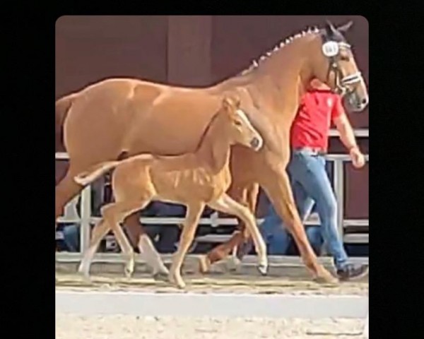 foal by Stute von Vandenberg / Peking (Westphalian, 2024, from Vandenberg 4)