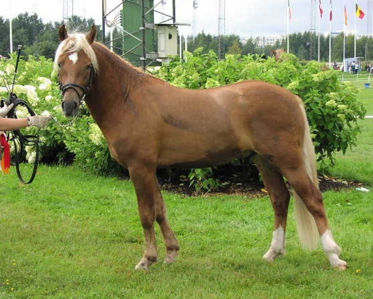 stallion Klockas Zimon 27 NF (New Forest Pony, 1999, from Marttilan Rupert 20 NF)