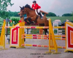 jumper Fred van den Dael (Belgian Warmblood, 2005, from Concorde)