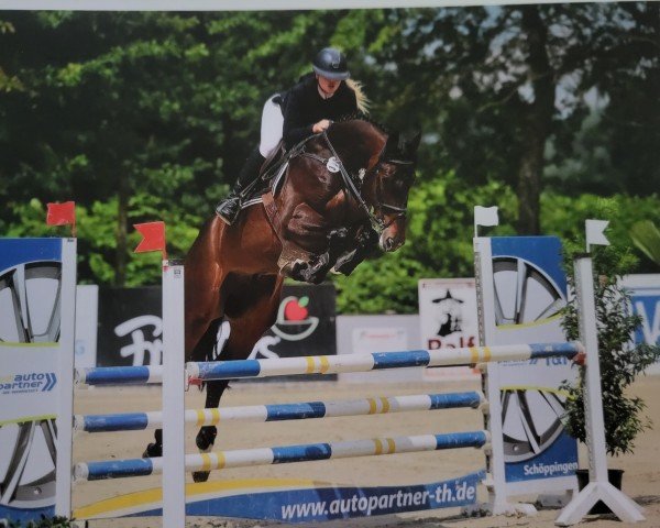 jumper Tornado 366 (Oldenburg show jumper, 2018, from Talan)