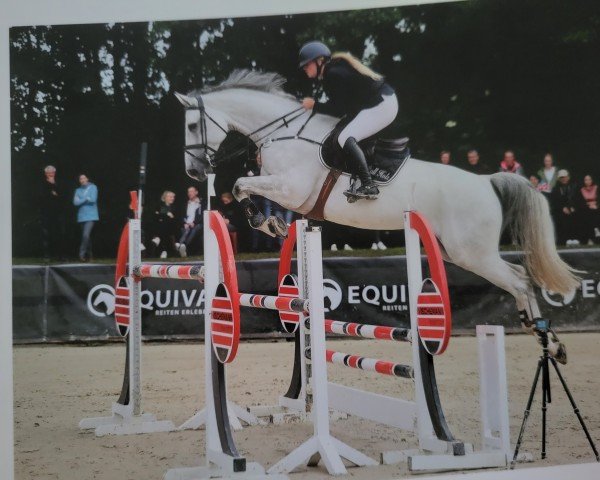 jumper Caligraf (Hanoverian, 2016, from Calido I)