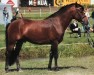 stallion Ellilän Bramble Cocktail 28 NF (New Forest Pony, 2001, from Luckington Leo)