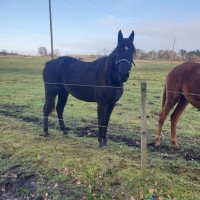 dressage horse Mara Summer (Hanoverian, 2019, from Maracana)