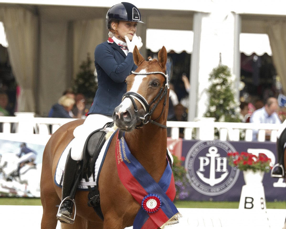 stallion Dimensional (German Riding Pony, 2012, from Dimension AT NRW)
