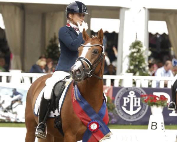 stallion Dimensional (German Riding Pony, 2012, from Dimension AT NRW)
