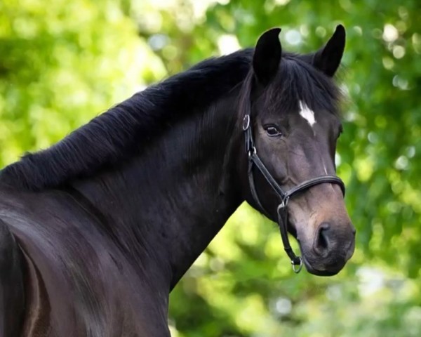 broodmare Amiela (Oldenburg, 2010, from Lumos)