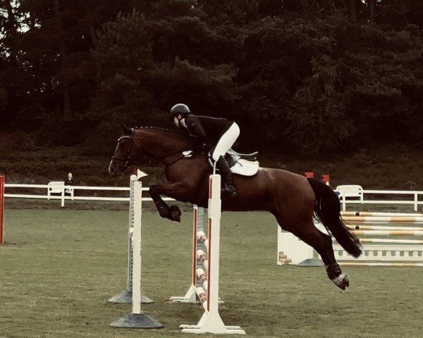 jumper Celina 226 (Oldenburg show jumper, 2014, from Casiro I)