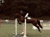 jumper Celina 226 (Oldenburg show jumper, 2014, from Casiro I)