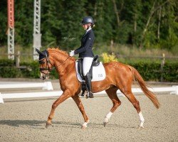 Dressurpferd Ginger den Ouden (Deutsches Reitpony, 2015)