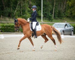 dressage horse George den Ouden (German Riding Pony, 2015, from Good Looking)