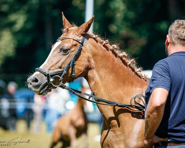 Zuchtstute Golden Wendy (Deutsches Reitpony, 2006, von Kaiserstolz)