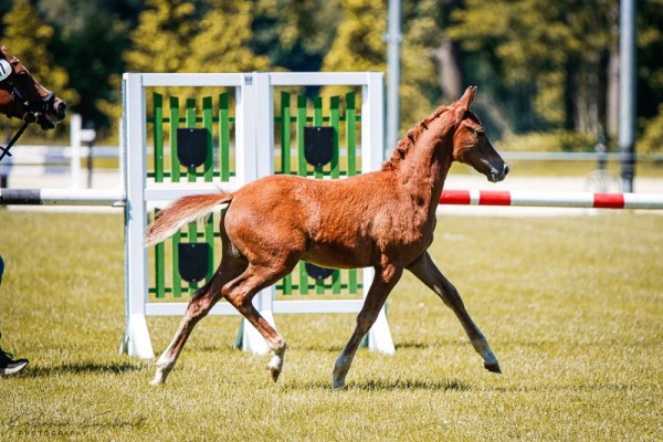 foal by Hengst von Der kleine Leonardo P / Kaiserstolz (German Riding Pony, 2024, from Der Kleine Leonardo)