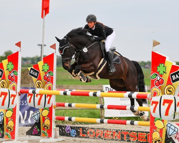 Springpferd Crossfire BS (Holsteiner, 2013, von Classe VDL)