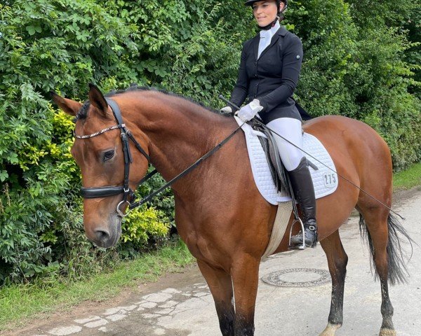 dressage horse Midnight 75 (Oldenburg, 2019, from Secret)