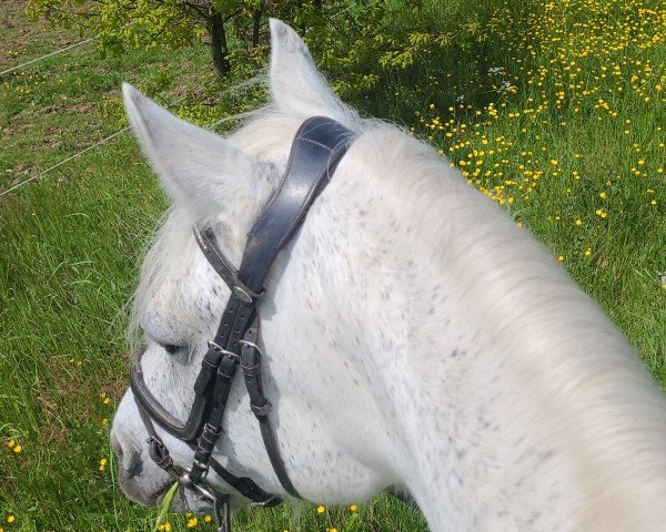 jumper Ashtree Princess (Connemara Pony,  )