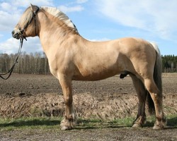 stallion Ljosprins 4 F (Fjord Horse, 1997, from Felix N.2507)