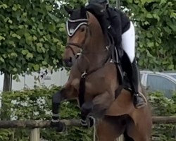 broodmare Cornetta Z (Zangersheide riding horse, 2019, from Cornetto du Domaine)