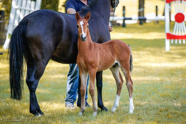 foal by Hengst von Der kleine Leonardo P / Bon Jovi (German Riding Pony, 2024, from Der Kleine Leonardo)