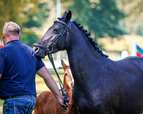 broodmare Wackapi (German Riding Pony, 2019, from Bon Jovi)