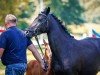 broodmare Wackapi (German Riding Pony, 2019, from Bon Jovi)