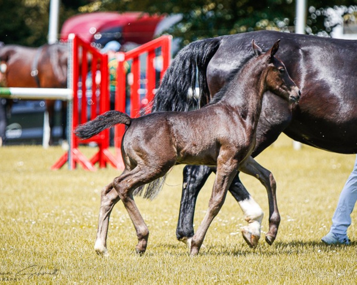 horse Stute von Lancelo / Veltiner (Sachs-door. Heavy Warmbl., 2024, from Lancelo)