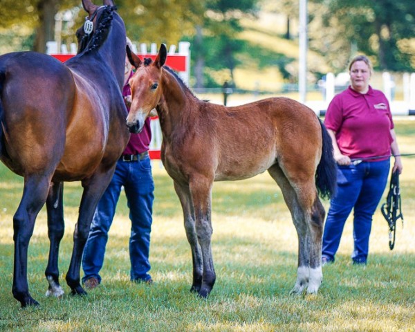 Fohlen von Stute von Elbgraf / Veltin (Sächs.-Thür. Schweres Warmbl., 2024, von Elbgraf)