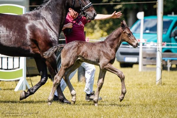 foal by Hengst von Lessing / Eros D (Sachs-door. Heavy Warmbl., 2024, from Lessing)