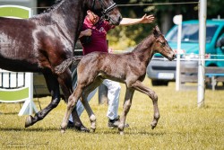 Fohlen von Hengst von Lessing / Eros D (Sächs.-Thür. Schweres Warmbl., 2024, von Lessing)