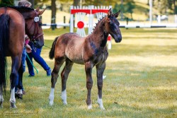 foal by Hengst von Elgado / Veltin (Sachs-door. Heavy Warmbl., 2024, from Elgado)