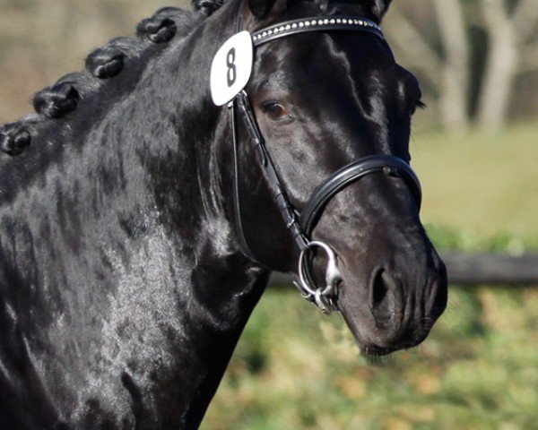 stallion Elgado (Sachs-door. Heavy Warmbl., 2014, from Elitär)