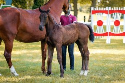 foal by Hengst von Ehrenwert / Empire (Sachs-door. Heavy Warmbl., 2024, from Ehrenwert)