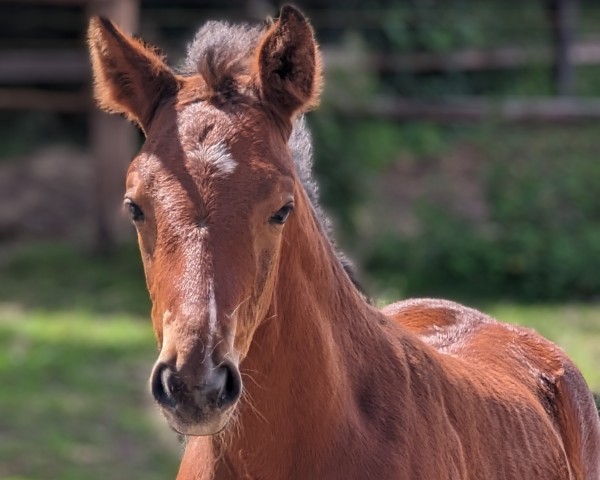 Fohlen von Dragonheart FL (Oldenburger, 2024, von Damsey FRH)