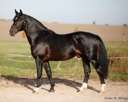 stallion Emselord (Sachs-door. Heavy Warmbl., 2015, from Estephan)