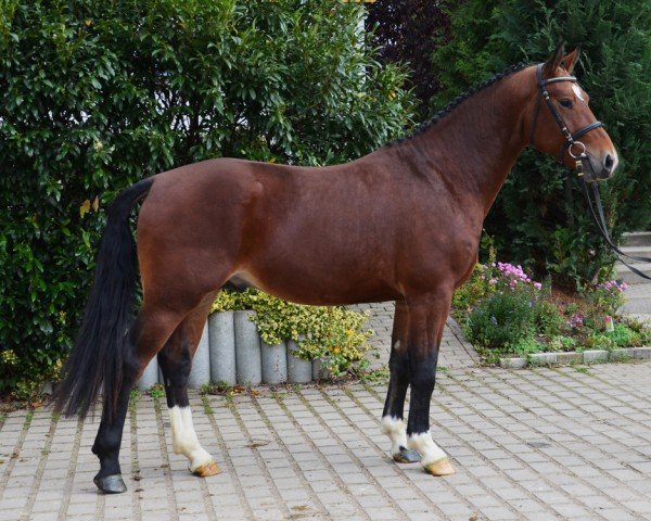 Deckhengst Everest (Sächs.-Thür. Schweres Warmbl., 2012, von Epilog)