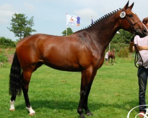 broodmare Foberlina Rv (KWPN (Royal Dutch Sporthorse), 2010, from Clinton)