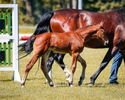 Fohlen von Stute von Valenzio / Lord Brown I (Sächs.-Thür. Schweres Warmbl., 2024, von Valenzio)