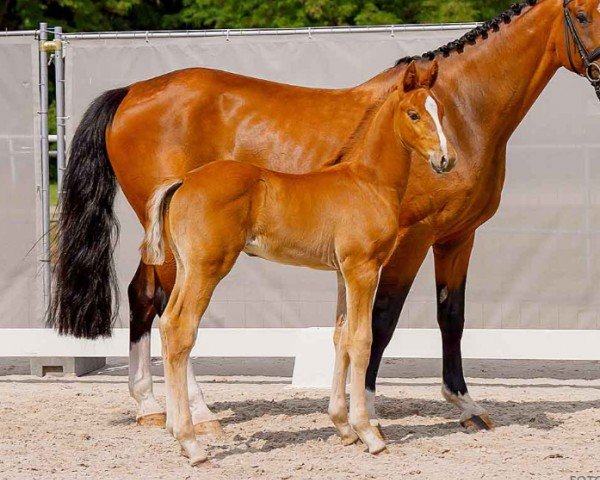 foal by Finch (Hanoverian, 2024, from Finishing Touch Wareslage)