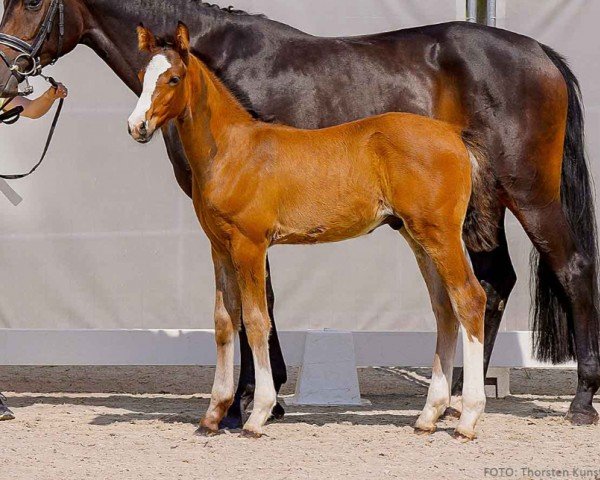 foal by Ekon HB (Hanoverian, 2024, from Esmeraldo FM)