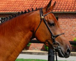 broodmare Z-Livia RV (Holsteiner, 2004, from Cassini I)