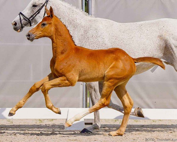 foal by Chaclite (Hanoverian, 2024, from Chacfly PS)