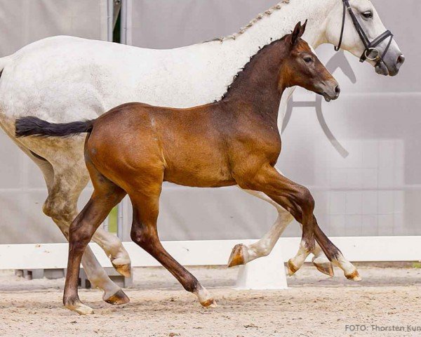 foal by DiCaprio (Hanoverian, 2024, from Diaron OLD)