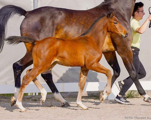 foal by Veith G&M (Hanoverian, 2024, from Vatson Sitte)