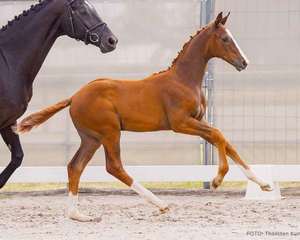 foal by Vitano (Hanoverian, 2024, from Vitalos FRH)