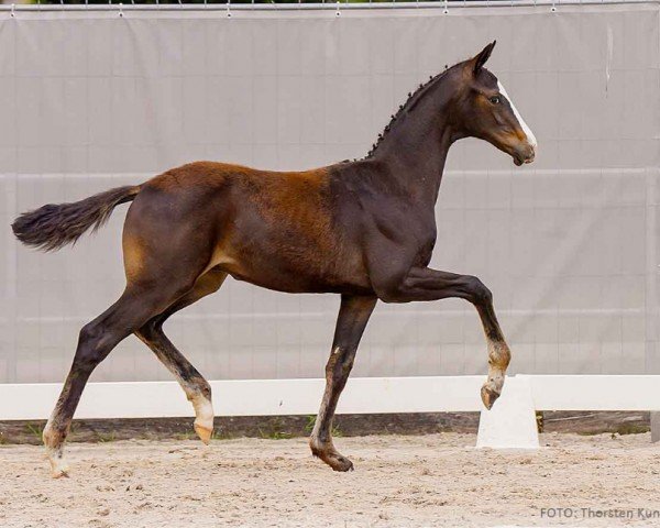 foal by Vinted (Hanoverian, 2024, from V-Power)