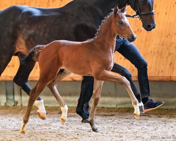 foal by St. Soliman (Hanoverian, 2024, from St. Emilion)