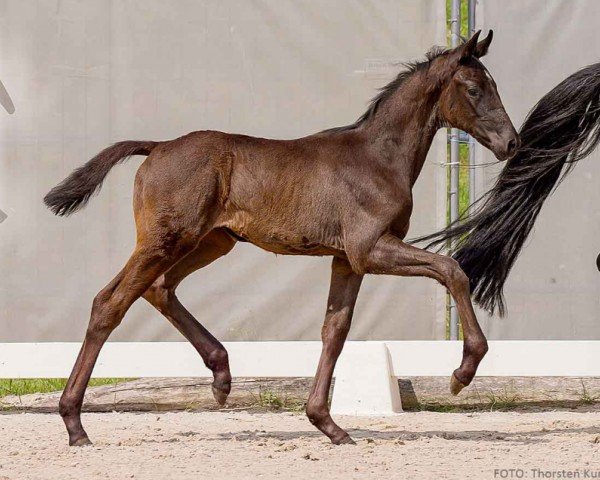 foal by Veja (Hanoverian, 2024, from Harmony's V-Plus)