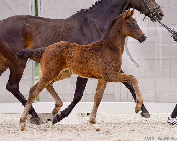 foal by Faro (Hanoverian, 2024, from Franziskus FRH)