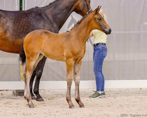 foal by Everglow (Hanoverian, 2024, from Escamillo)