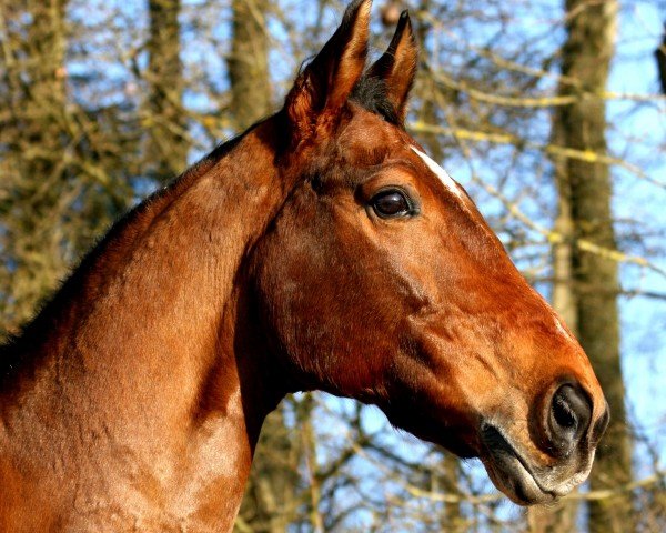 horse Dowil 2 (Czech Warmblood, 1989, from Wiener Dom)