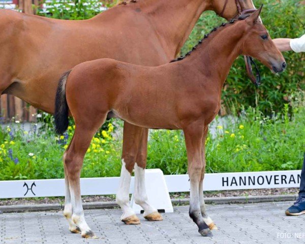 Fohlen von Dynamic of Hearts (Hannoveraner, 2024, von Damsey FRH)